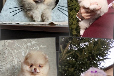 Померанский шпиц, щенки. Мини мишки