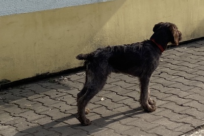 Продажа щенка дратхаара