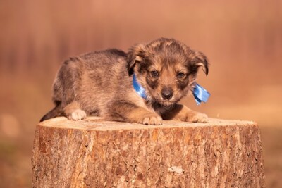 Щенки в дар