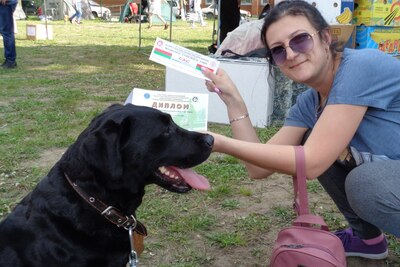 Лабрадор 7 лет из питомника Mercury Puppy.