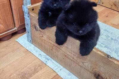 Мальчик померанского шпица