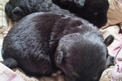 Срочно нужна передержка или дом щенкам! Сос! Хотят закопать!