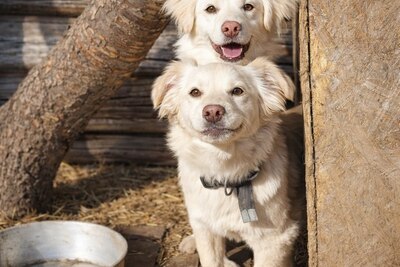 красивые кремовые щенки в дар в хорошие руки
