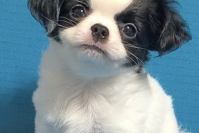 Чихуахуа шикарный мальчик д/ш патиколор. Много щенков по РАЗНЫМ ЦЕНАМ