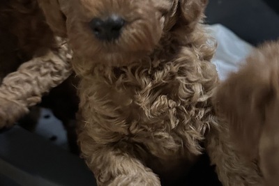 Пудель мальчик