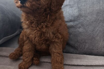 Щенок пуделя миниатюрного