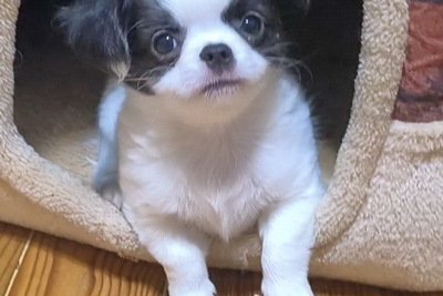 Чихуахуа шикарный мальчик и щенки разных  окрасов По РАЗНЫМ ЦЕНАМ