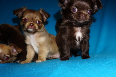Чихуахуа мальчик, шоколадный соболь.