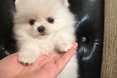 Померанский шпиц