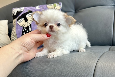 Белоснежный мальчик чихуахуа