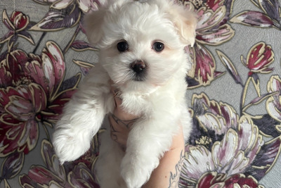 Мальтийская болонка