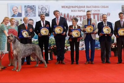 Ирландский волкодав