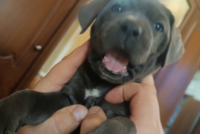 Щенки Кане Корсо