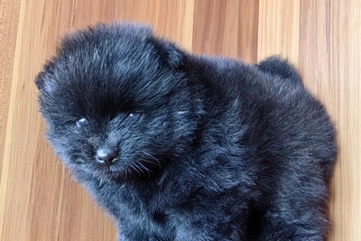 Померанский шпиц.