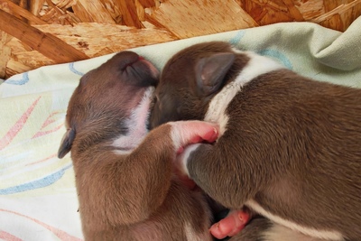 Щенки амстафа