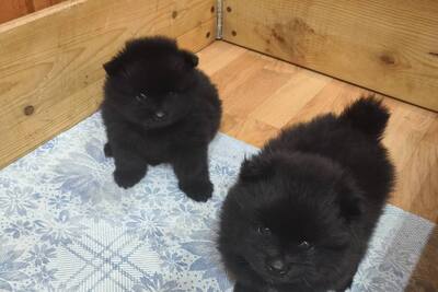 Мальчик померанского шпица