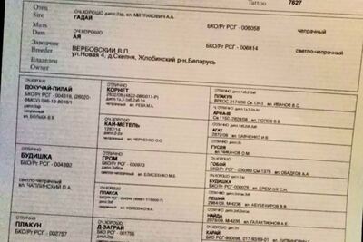 Продам щенков русской гончей