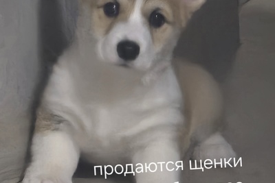 Продаются щенки Вельш-корги-пемброк