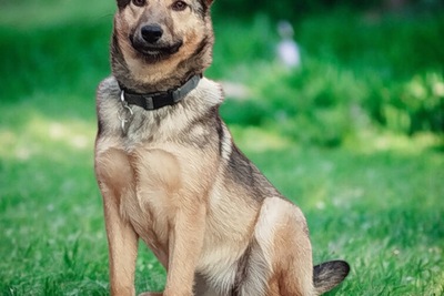 Собака Марта в дар