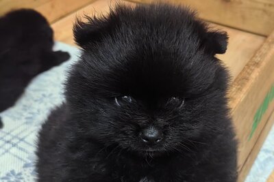 Мальчик померанского шпица