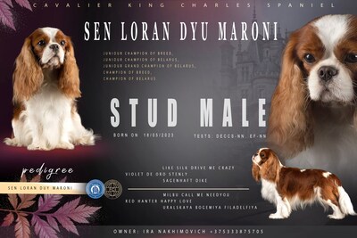 Кавалер кинг чарльз спаниель вязка