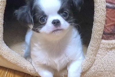 Чихуахуа кукольный мальчик Д/Ш ,тип кобби и красивая мини девочка