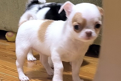 Девочка чихуахуа такая милаха,3.5 мес