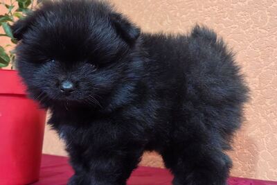 Мальчик померанского шпица