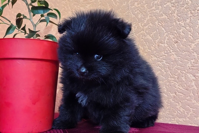 Померанский шпиц.