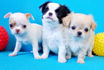 Щенки чихуахуа разных  окрасов  к Новогодним каникулам и рождеству