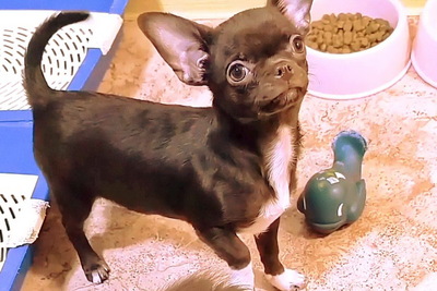 Чихуахуа мальчики и девочки шоколадные ,изабелловые, шокопо-дпаловые