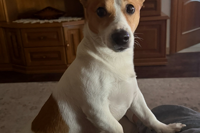 Вязка Джек Рассел-терьер (мальчик)