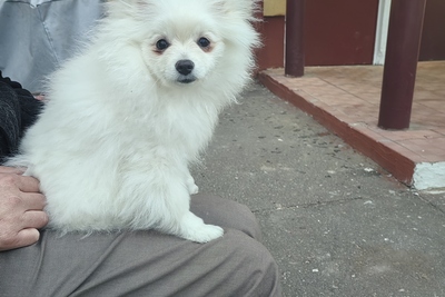 Померанский шпиц девочка