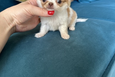 Мини мини девочка чихуахуа