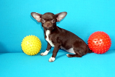 Шоколадная красотка  чихуахуа 4мес.зубы 6х6 ,прикус норма