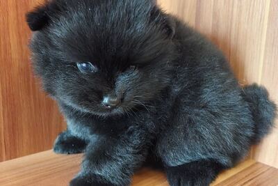 Мальчик померанского шпица