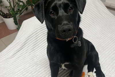 Щенок в добрые руки