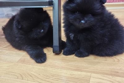 Померанский шпиц мальчик.