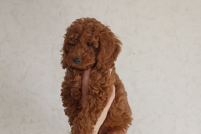 Той-пудель девочка