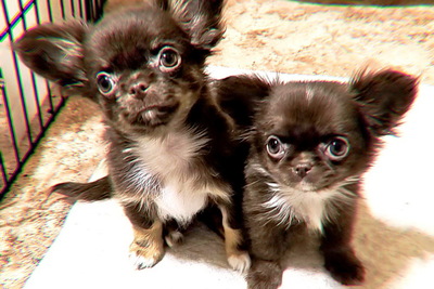 Чихуахуа девочки гладкие и пушистые (Цены разные),и мальчики