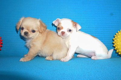 Девочка чихуахуа такая милаха,3.5 мес