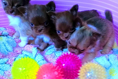 Чихуахуа шоколадная девочка стандарт .без брака .