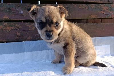 Щенок в дар!