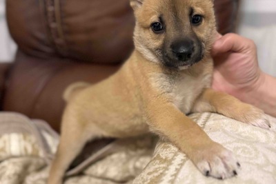 Щенок собака в дар