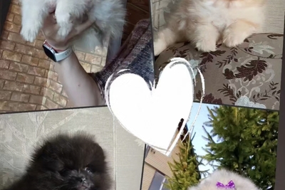 Померанский шпиц, щенки. Мини мишки