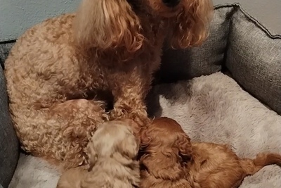 Пудель карликовый /той с родословной