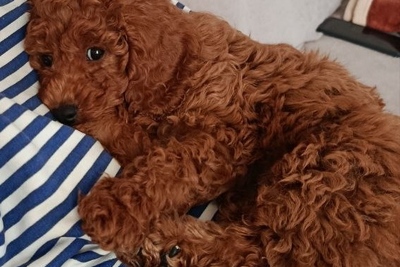 Щенок той-пуделя, девочка