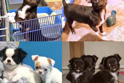 Братишки чихуахуа и  девочки .