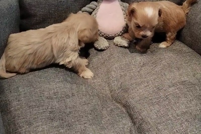 Мальтипу f1 пудель /болонка