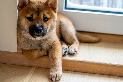 Щенки Сиба ину.Питомник.